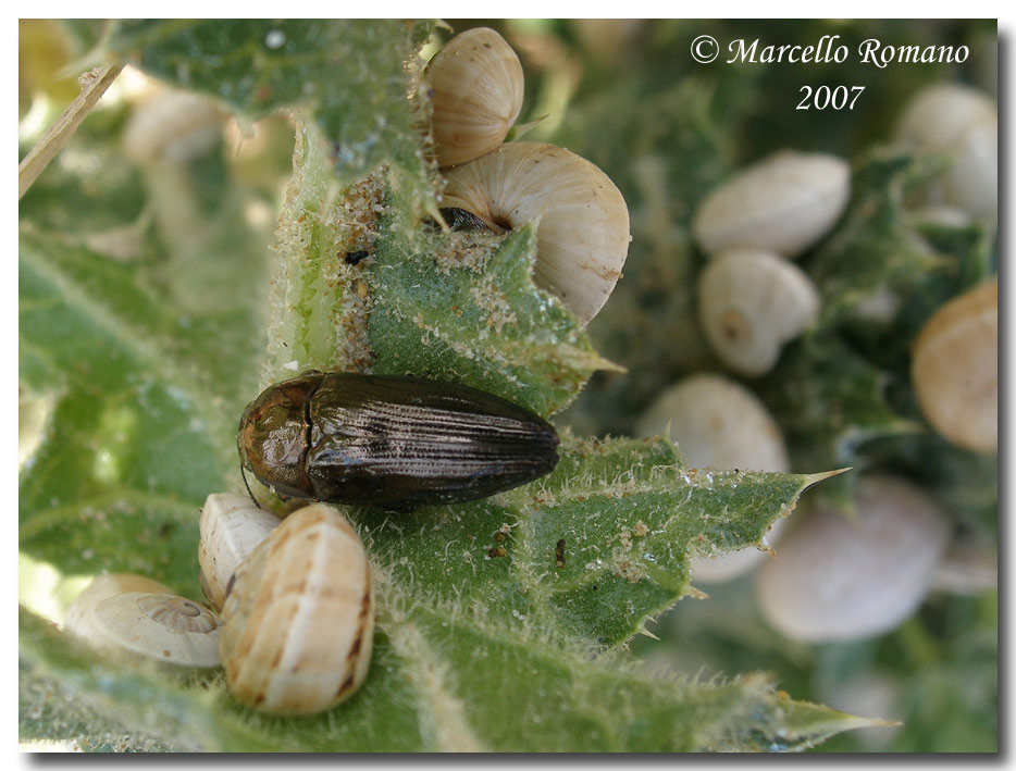 Sphenoptera rauca (Coleoptera, Buprestidae)